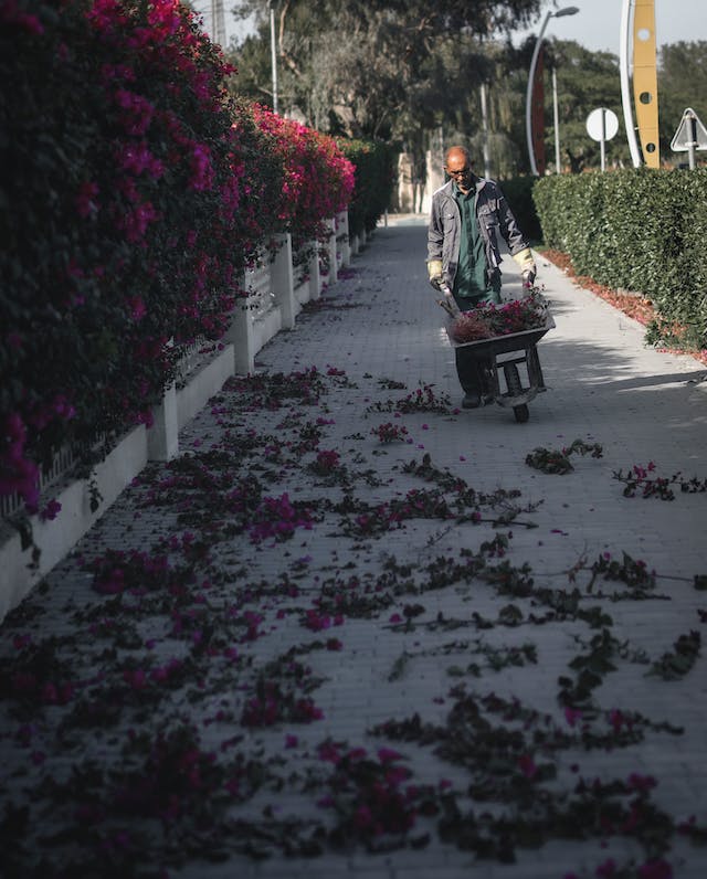 Serviços de Jardinagem ou Paisagismo